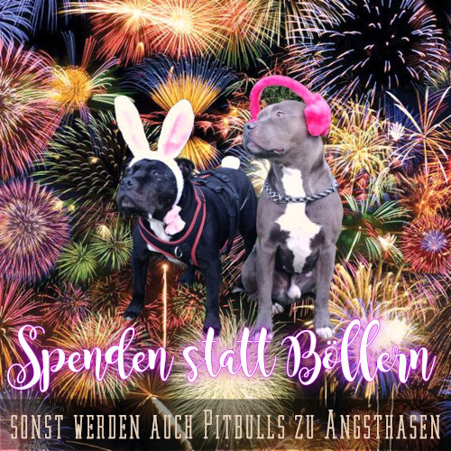 Silvester Pitbull Angsthasen